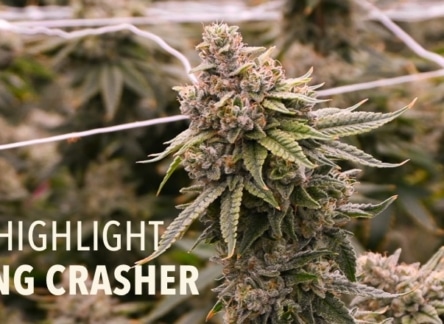 Strain Spotlight: Wedding Crasher