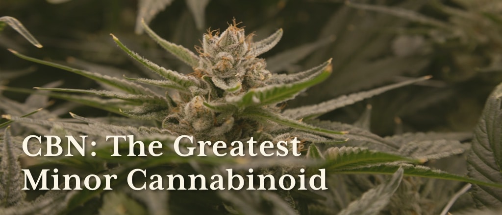 CBN: The Greatest Minor Cannabinoid